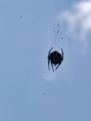 Darwin's Bark Spider