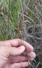 Ipomoea sagittata