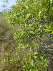 Morella cerifera image