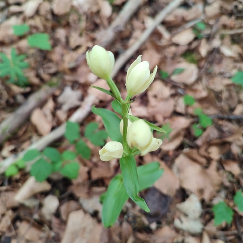 white helleborine