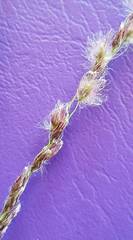 Digitaria brownii