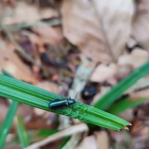 Dasytes caeruleus