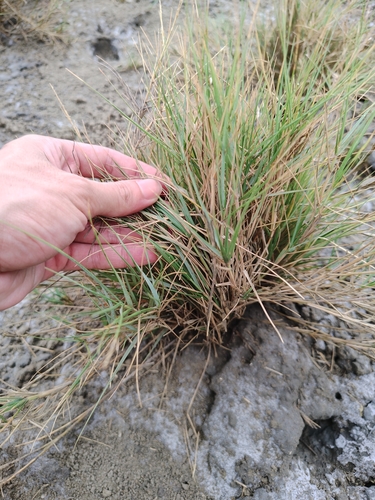 seashore dropseed