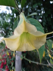 Brugmansia versicolor