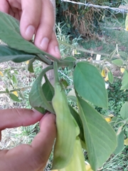 Brugmansia versicolor