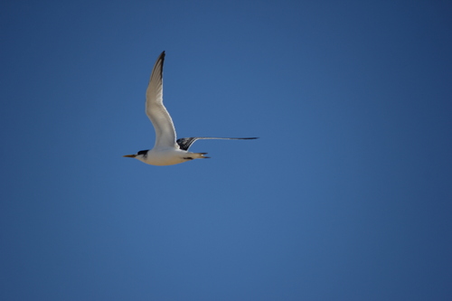iNaturalist: (c) jnrclawrie, some rights reserved (CC BY-NC) iNaturalist image