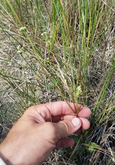 Mitreola