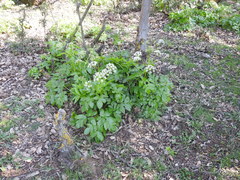 Lecokia cretica