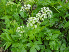 Lecokia cretica