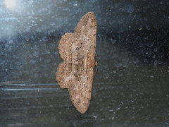 Hypomecis punctinalis