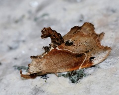 Euwilemania angulata