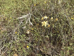 Triteleia ixioides scabra