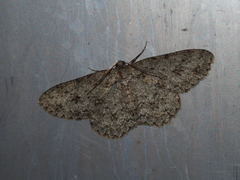 Ectropis arizanensis