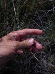 Eragrostis elliottii