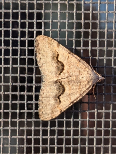 Mesquite Looper Moth