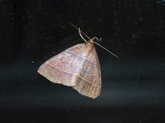 Bertula venata