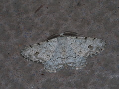 Lassaba parvalbidaria