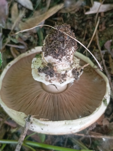 Наблюдение на iNaturalist