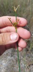 Juncus megacephalus
