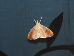 Hyalobathra coenostolalis