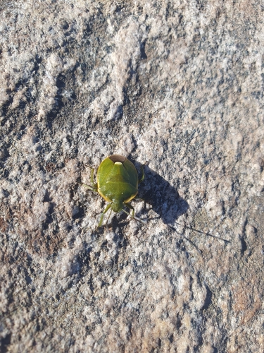 Chlorochroa juniperina