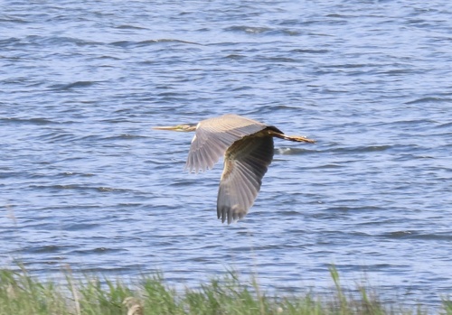 iNaturalist: (c) Chukos, some rights reserved (CC BY-NC), uploaded by Chukos iNaturalist image