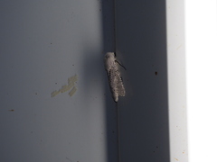 Polyphagozerra coffeae