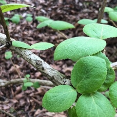 Viburnum carlesii bitchiuense