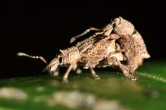 Chalepistes costifer