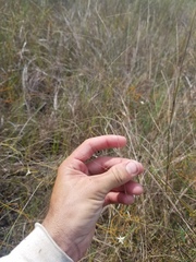 Eragrostis elliottii