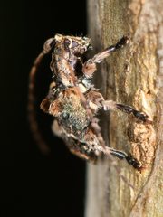 Hybolasius crista