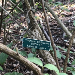 Viburnum carlesii bitchiuense