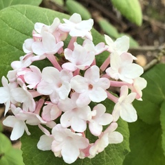 Viburnum carlesii bitchiuense