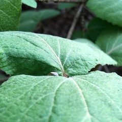 Viburnum carlesii bitchiuense