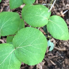 Viburnum carlesii bitchiuense