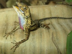 Anolis scypheus