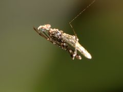 Rhomphaea urquharti