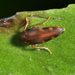 Hylobia sexnotata - Photo (c) Dougal Townsend, algunos derechos reservados (CC BY-NC), subido por Dougal Townsend