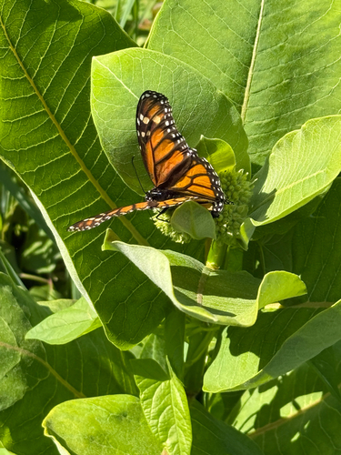 Monarch Butterfly