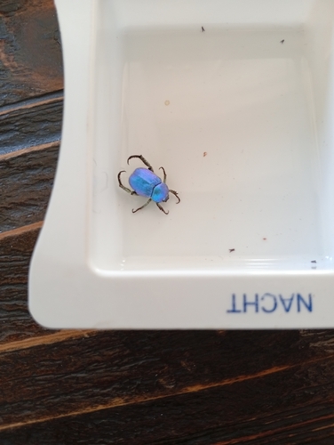 Cerulean Chafer Beetle