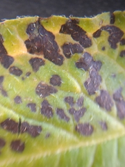 Alternaria solani