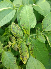 Alternaria solani