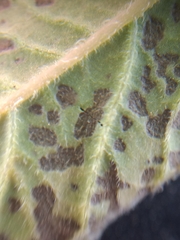 Alternaria solani