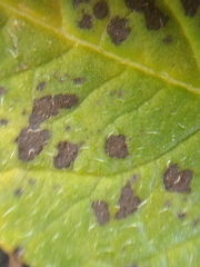 Alternaria solani