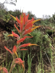 Castilleja subinclusa