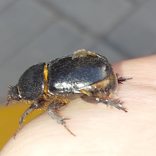 Pentodon algerinus dispar