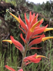 Castilleja subinclusa