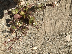 Claytonia rubra