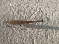 Bistanta mexicana