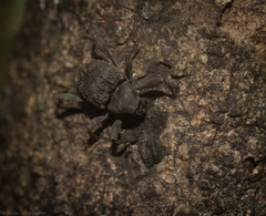 Onidistus araneus